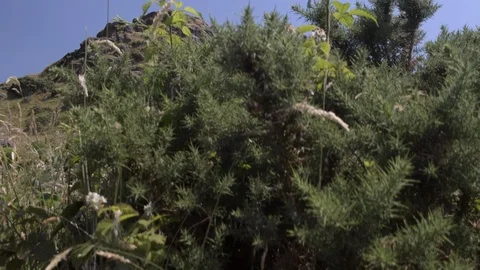 Camera rises from behind bracken to reveal St Michael’s Church Stock Footage 94605622