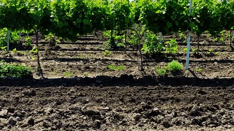 Camera rises from the grass and moves along the vineyards Stock Footage 155690874