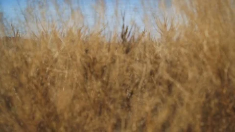 The camera rises from the grass Stock Footage 71517468