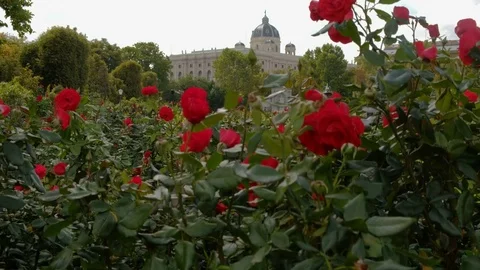 Camera rises past red roses in Volksgarten Stock Footage 81435449
