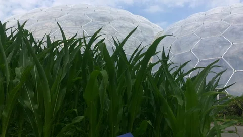 Camera rises to reveal the Eden Project domes Stock Footage