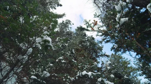 Camera rises through deciduous tree branches covered in fresh snow slow motion 스톡 동영상 129420505