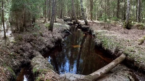 Camera Rising Above Dark Forest Creek in Finnish Woodland During Spring Stock Footage 333768134