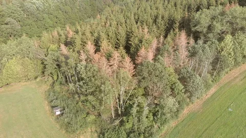 Camera rising above a group of green, temperate zone trees swaying in the wind 動画素材 122288402
