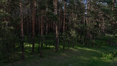 The camera rising up and filming the pine trees 스톡 동영상 112097644