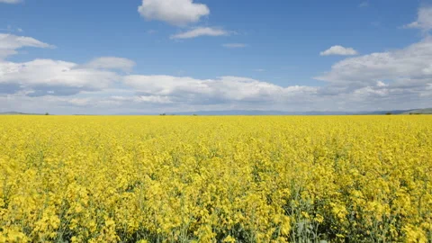 Camera rising and revealing large canola field Video stock 130404239