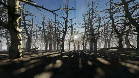 Camera rising from a forest of dead trees 4K Stock Footage 117796238