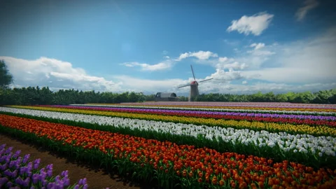 Camera rising over a field of tulips, with windmill and forest on the backgr Stock Footage 251711085