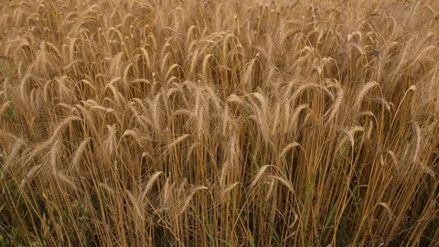 Camera rising from soil level revealing wheat field Video stock 114394091