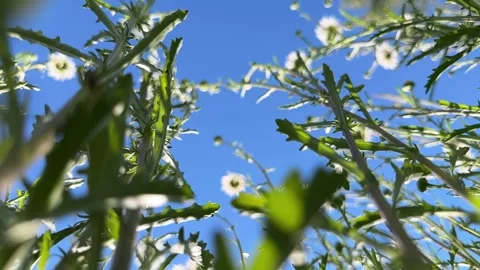 Camera rising through chamomile meadow toward blue sky. Slow motion shot fr.. Stock Footage 341513474