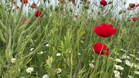Camera rising through daisies to red poppies against a cloudy sky, wildflower Stock Footage 347216365