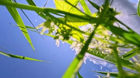 Camera rising through green grass toward bright sky with moving clouds Stock Footage 321241451