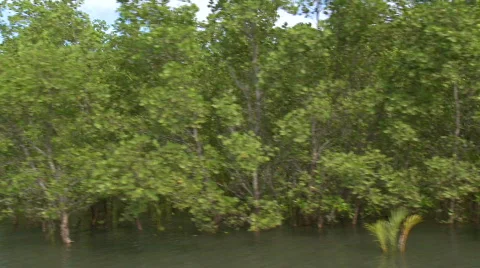 Camera on a river running through a beautiful flooded mangrove Video stock 608026