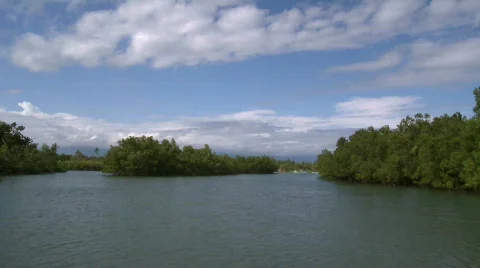 Camera on a river running through a beautiful flooded mangrove Video stock 608354