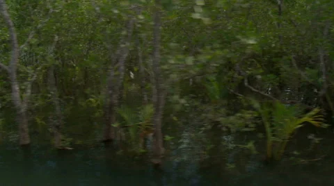 Camera on a river running through a beautiful flooded mangrove 스톡 동영상 608604