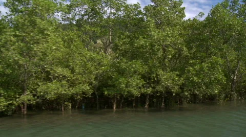 Camera on a river running through a beautiful flooded mangrove Video stock 610301