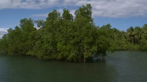 Camera on a river running through a beautiful flooded mangrove 스톡 동영상 610639