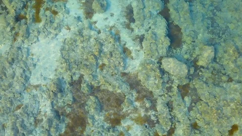 Camera rotates above reef sea bottom with clear transparent water Stock Footage 98966082