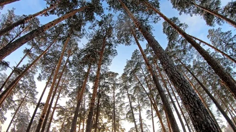 Camera rotates around the axis in winter forest. Stock Footage 99455155