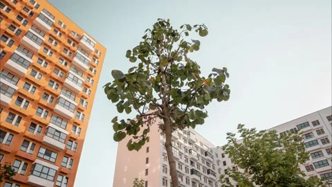 Camera rotates around a tree inside a landscaped courtyard. Hyperlapse. Stock Footage 223142431
