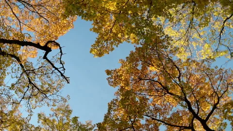 The camera rotates in the forest under the yellow autumn branches of trees Stock-Footage 141139758