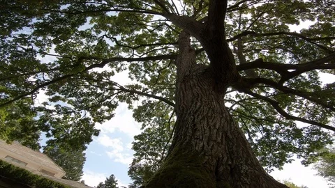 Camera rotates looking straight up a large, deciduous tree. Stock Footage 120213845