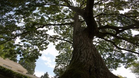 Camera rotates looking straight up a large tree with sun light streaks. Stock Footage 120213955