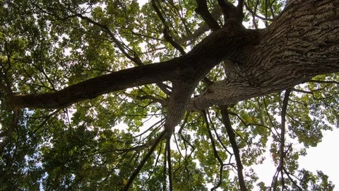 Camera rotates looking straight up a large tree with sun light streaks. Stock Footage 120213980
