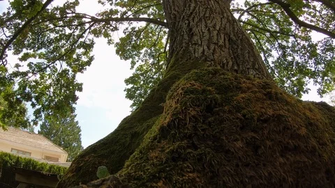 Camera rotates looking straight up a large tree with sun light streaks. Stock Footage 120214083