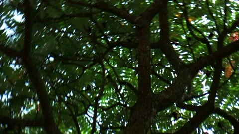 The camera rotates in the middle of the tree crown Video stock 205256874