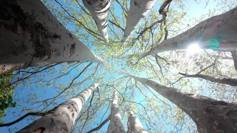 Camera rotates in multi-trunked tree, bottom-up view, backlighting by sunlight Stock Footage 331956605