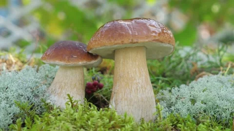 The camera rotates in slow motion from a Porcini mushroom in the forest. Stockbeeldmateriaal 147012876