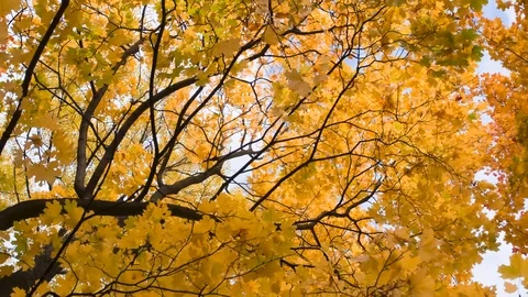 Camera Rotates Under the Autumn Maple HD Pro Stock Footage 123075223