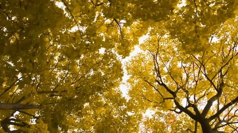 Camera Rotates Under Yellow Leaf Fall HD Pro Video stock 123096997