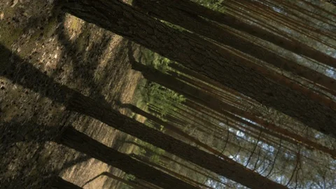 The camera rotates vertically in the forest. 4K Stock Footage 108233320
