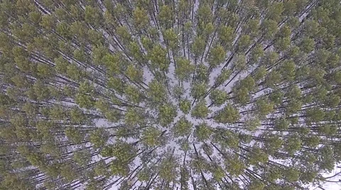 Camera Rotating above pine forest canopy Stock Footage 44266819