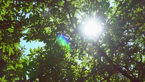 Camera rotating in a forest with sun Stock Footage 118056705