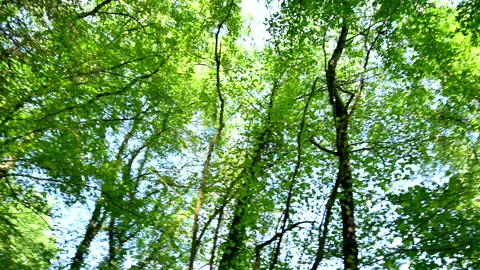 Camera rotating looking up at lush green forest canopy Stock Footage 209557443