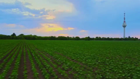 Camera rotating revealing a green young cornfield and a beautiful sunset Stock Footage 134533809