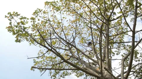 Camera rotating under spooky tree Stock Footage 59722530