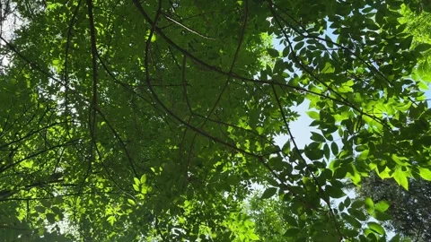 Camera rotating under summer tree foliage while bright sunlight flashes thr.. Video stock 342540463