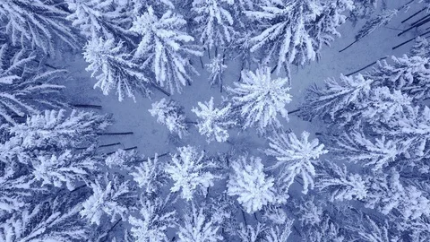 Camera rotation above treetops of snowy young pine trees in beautiful blue Stock Footage 104464892