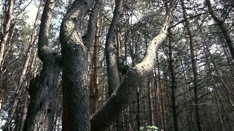 Camera rotation around a wild big tree in a summer forest Stock Footage 91586009