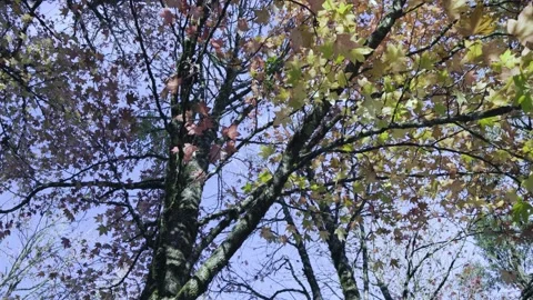 Camera rotation between trees Stock Footage 154387299