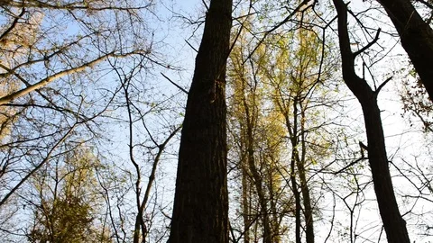 Camera rotation on the forest with autumn colors and light flares Video stock 83912486