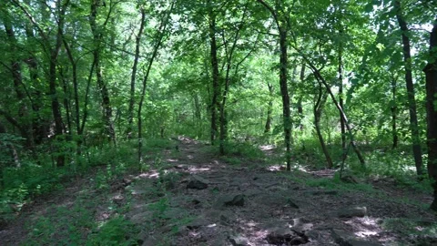 Camera rotation low over the surface ground. Stone path between tree trunks. Video stock 228234520