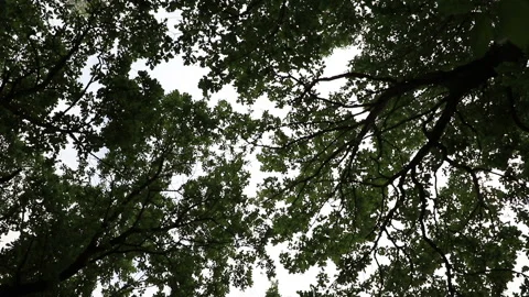 Camera rotation taking off the crown of trees in a green forest in cloudy weathe Stock Footage 113932068