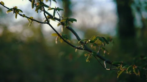 Camera rotation of a tree in the forest with leaves Video stock 132349379