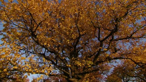 Camera rotation under yellow autumn tree canopy Stock Footage 315432011