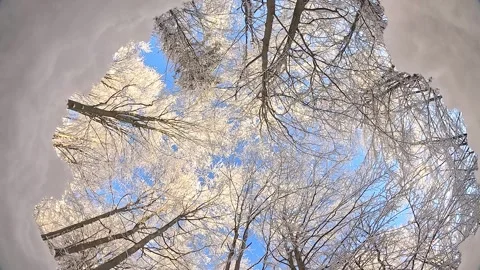 Camera rotation in a winter forest in sunny weather Stock Footage 318369556